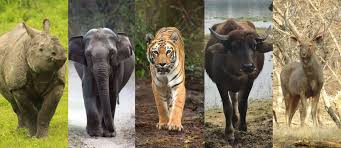 Wildlife at Kaziranga National Park — rhino, elephant, tiger, bison